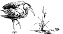 Whatcom Watch Bird Logo